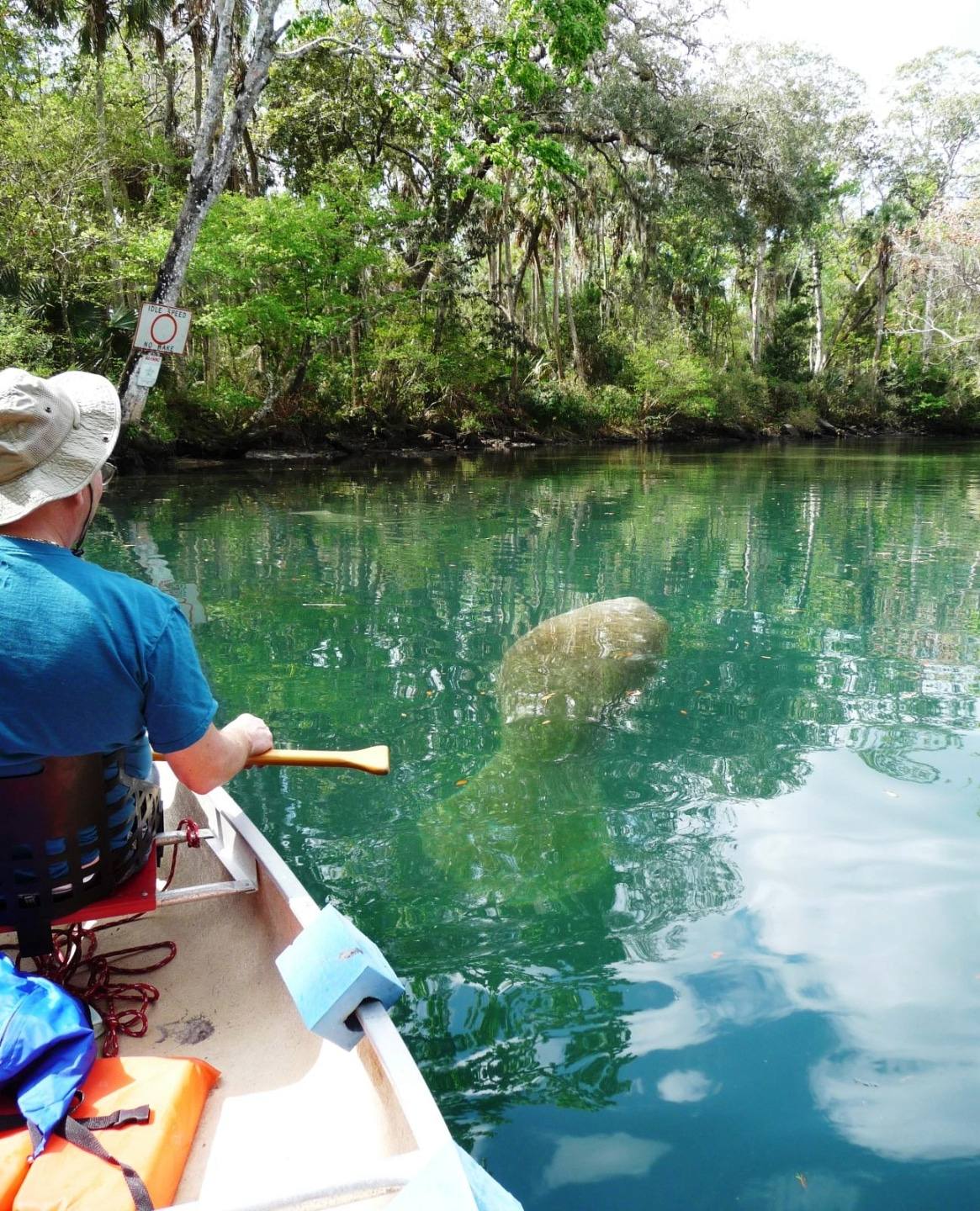 Manatee-at-Hosp-Hole_rgb_s-1 (1)