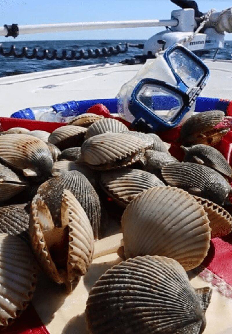 Scalloping-Cropped (1)